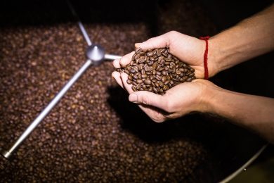 Hands full of coffee beans above the coffee roaster