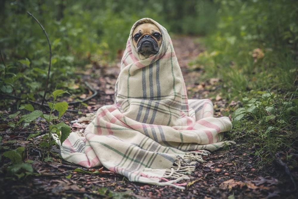 Pug wrapped in a blanket, sat in the forest - first image. 