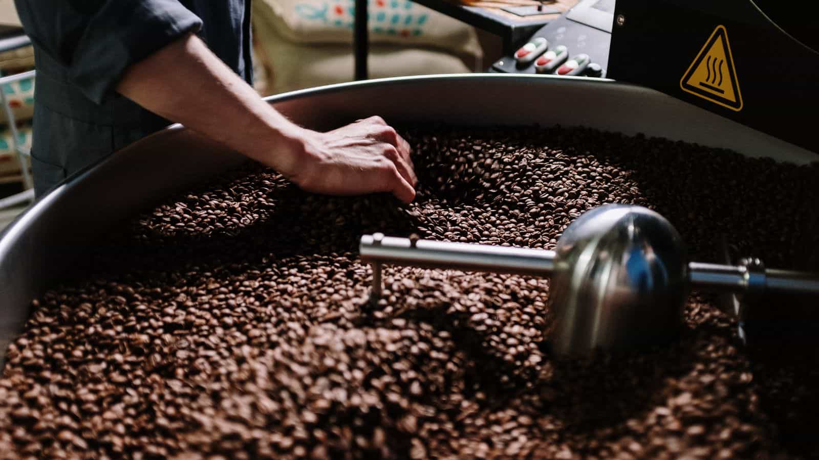 A worker conducting quality control of roasted coffee beans.