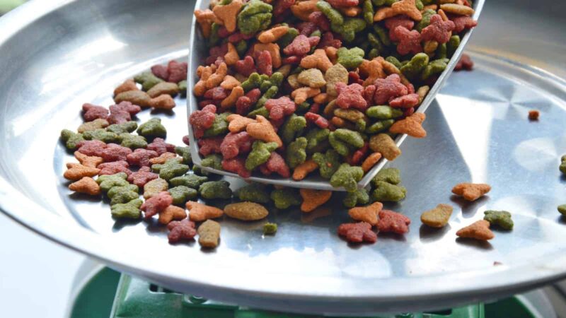 Pet food manufacturing: how to get started